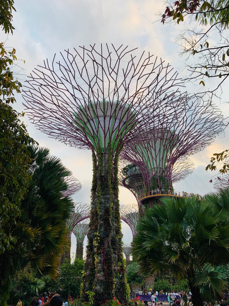 Supertrees on Garden on the Bay